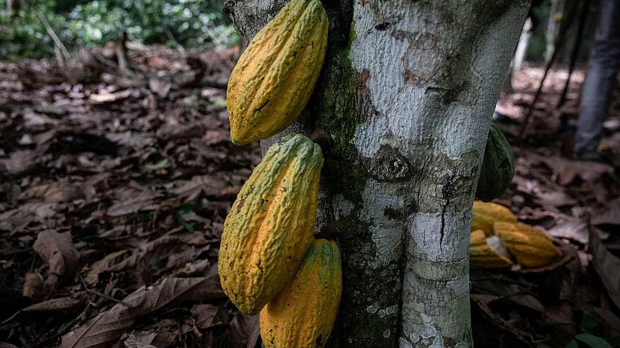 Au Cameroun, la production de cacao menacée par la pourriture brune